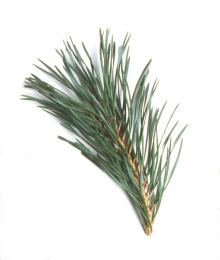 Erdeifenyő - Pinus sylvestris